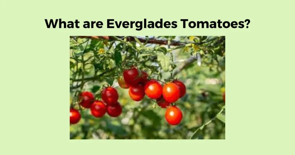 What are Everglades Tomatoes?