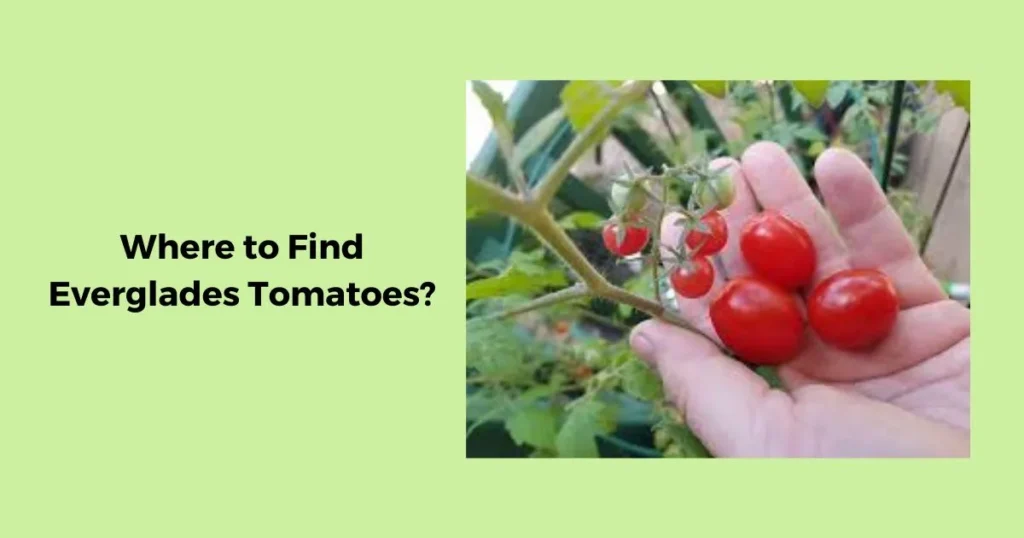 Where to Find Everglades Tomatoes?